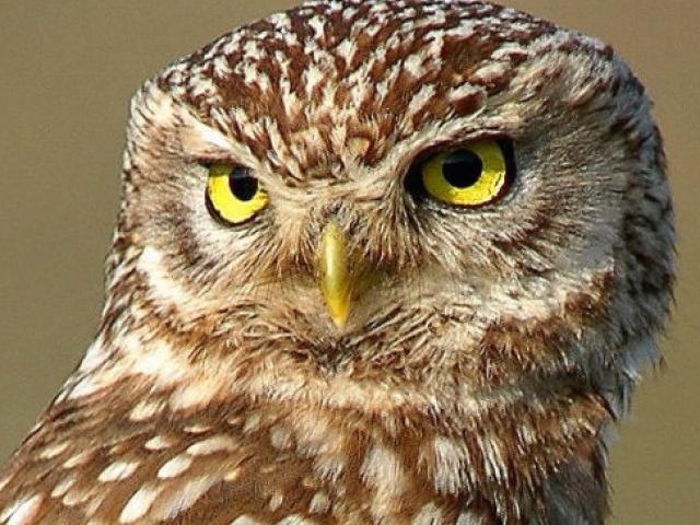 Brown Owl on a branch