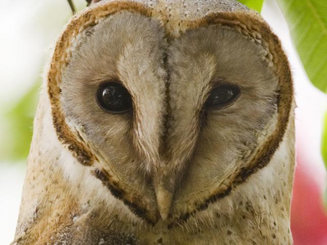 barn owl on branch