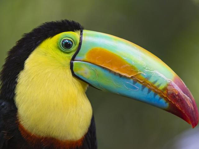 toucan